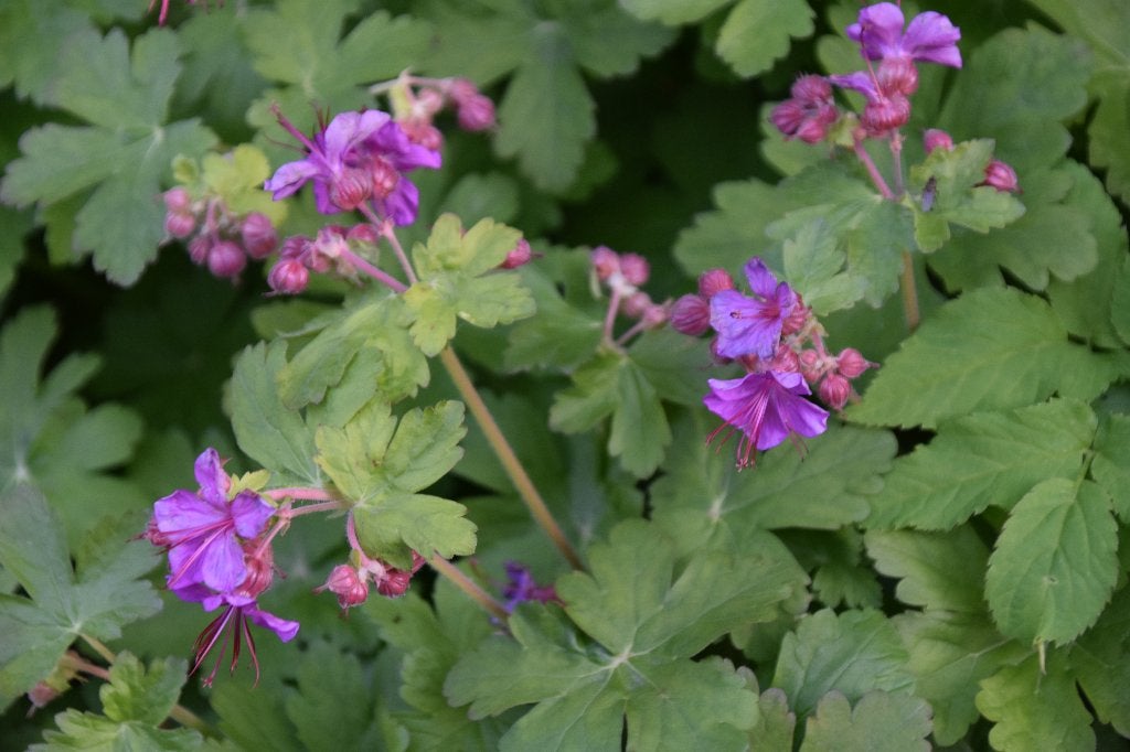 Geranium Maccrorryzum, Bodembedekkers, Vaste plant, Ophalen of Verzenden, Halfschaduw