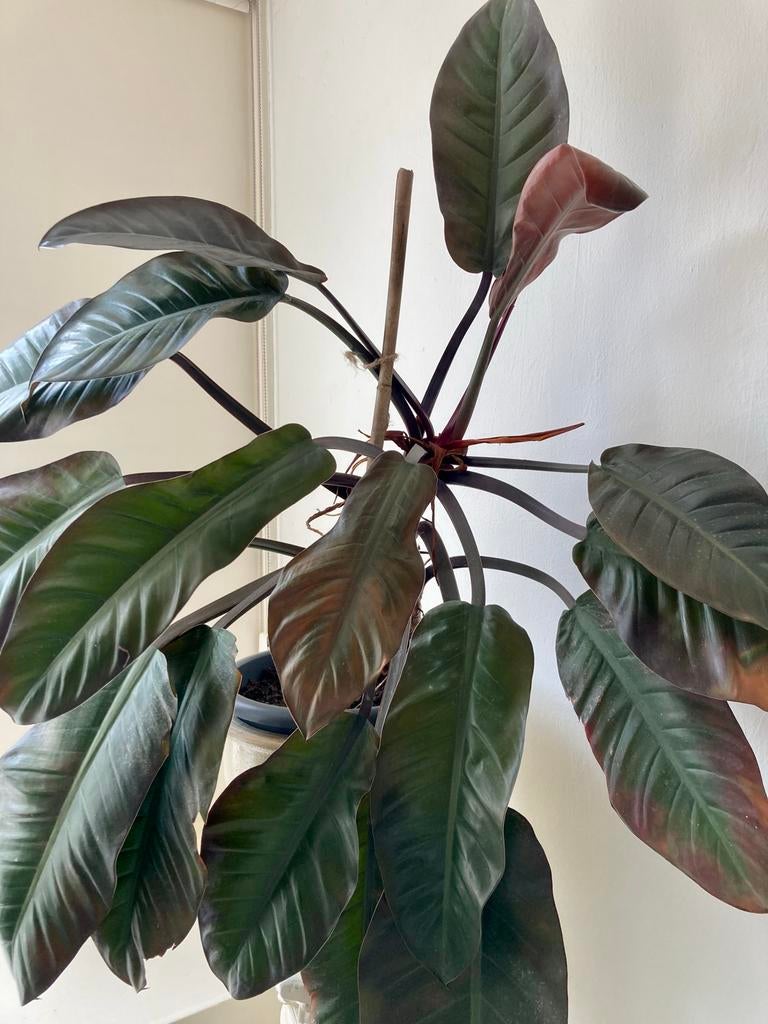Grote Kamerplant - Philodendron Imperial Red, Huis en Inrichting, Kamerplanten, Ophalen, 100 tot 150 cm, Overige soorten, Halfschaduw