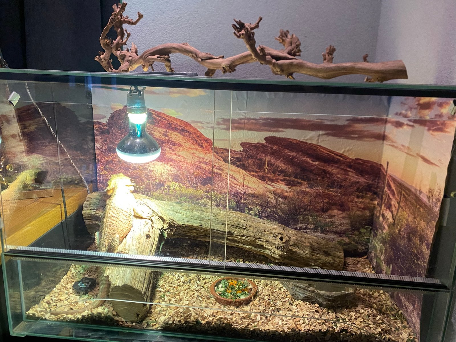 1 jarige baardagaam incl terrarium Bearded Dragon photo 2