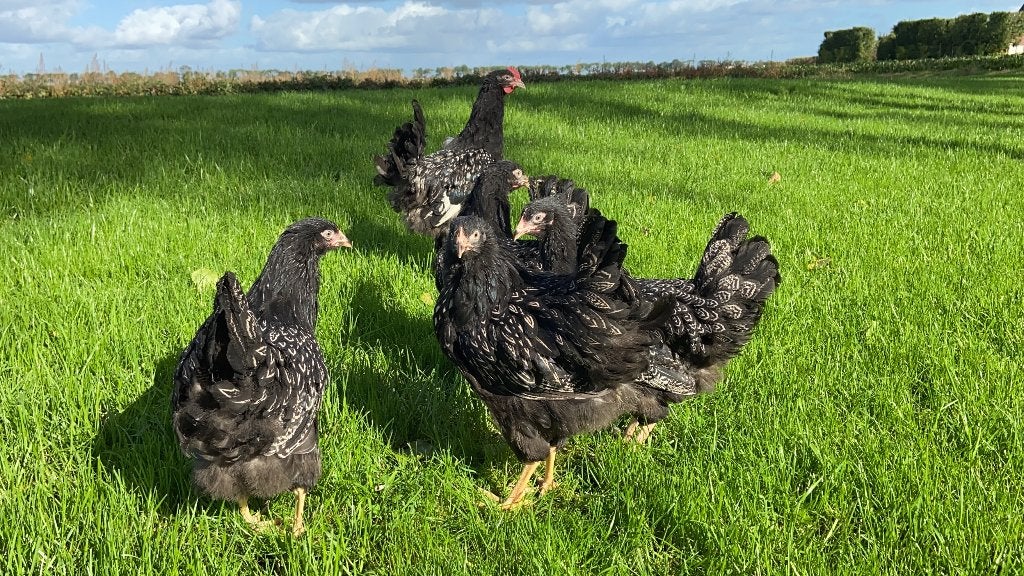 Jonge Barnevelder kippen zilver gezoomd gesekst en ingeënt, Dieren en Toebehoren, Pluimvee, Vrouwelijk, Kip