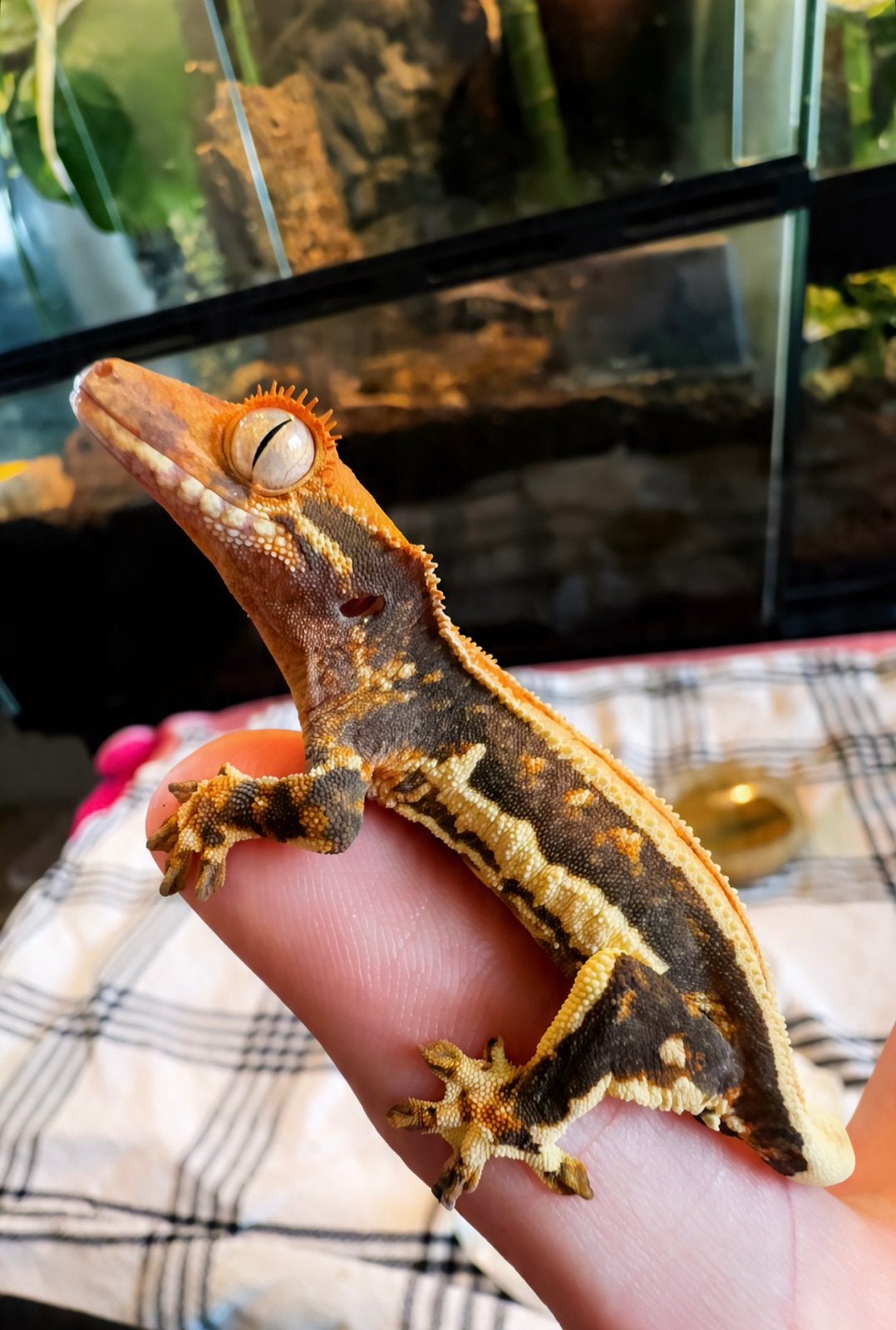Wimpergekko lilly white ( baby ) Crested Gecko - unknown for sale from CrestieDragons