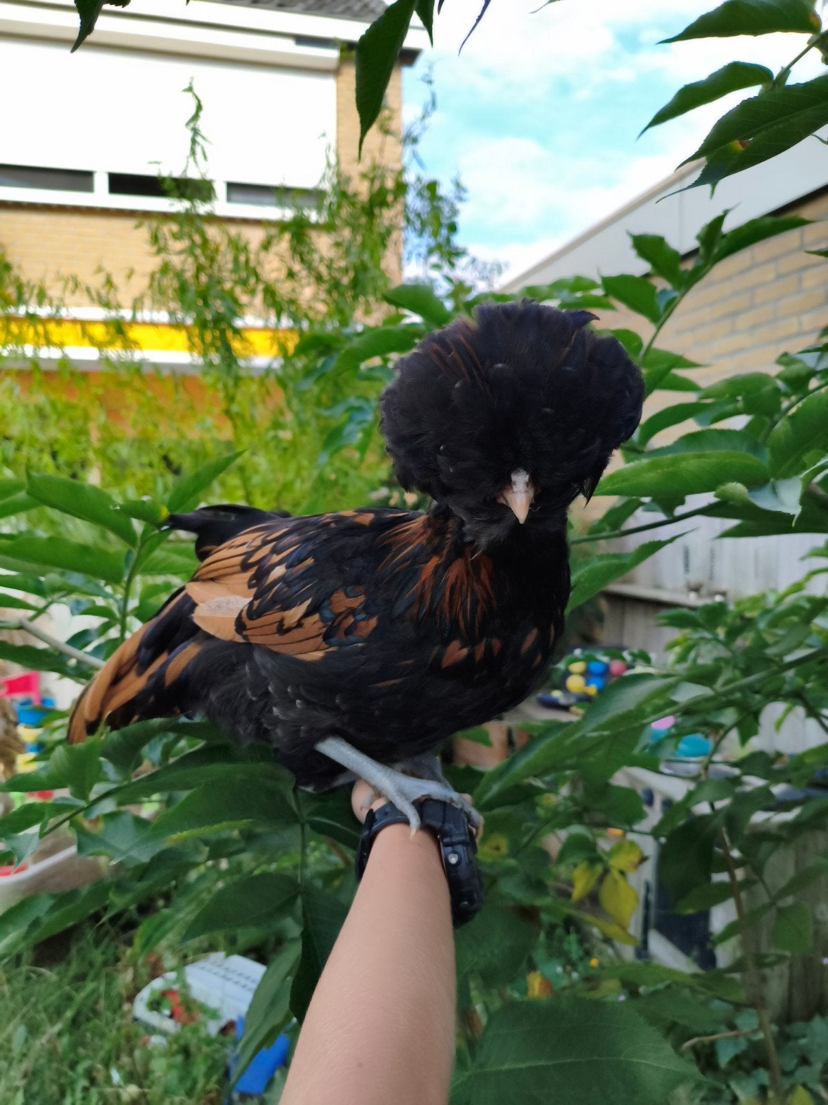 Tamme Baardkuifhoen Haan. Gezoomd, Mannelijk, Kip