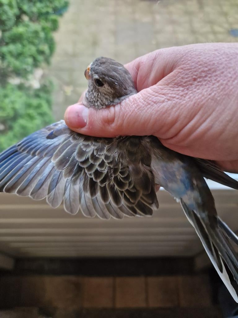 Bourke, bourken, bourks gezoomd 2025, Dieren en Toebehoren, Vogels | Parkieten en Papegaaien, Meerdere dieren, Parkiet, Geringd
