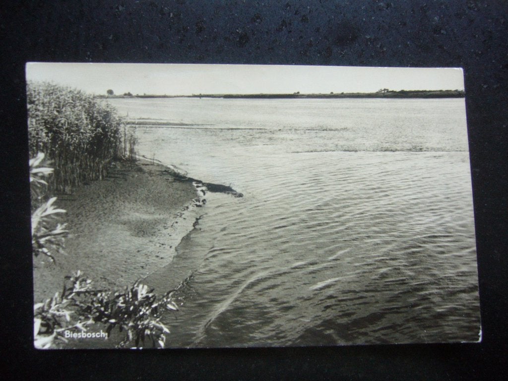 BIESBOSCH, Ophalen of Verzenden, 1940 tot 1960, Gelopen, Noord-Brabant