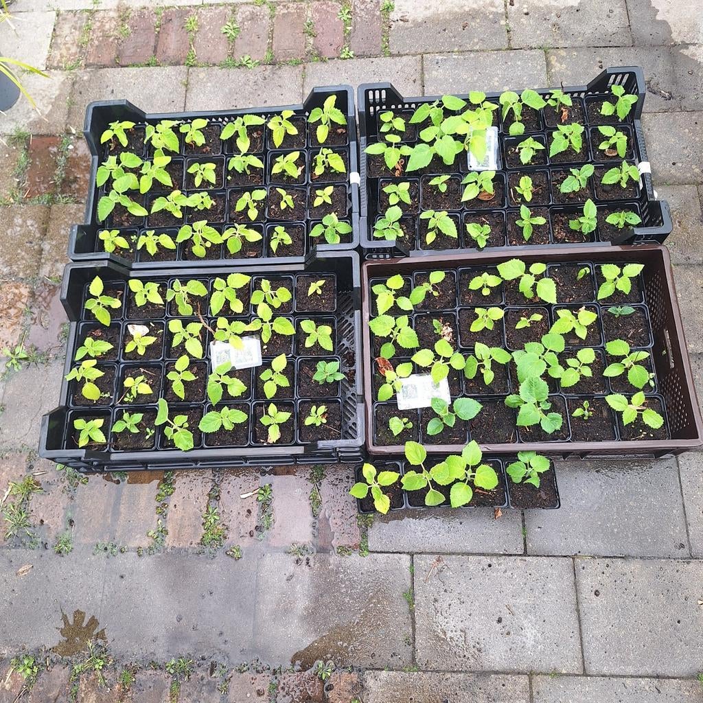 100 Paulownia tomentosa (Anna Paulownam, Ophalen, Overige soorten, Volle zon