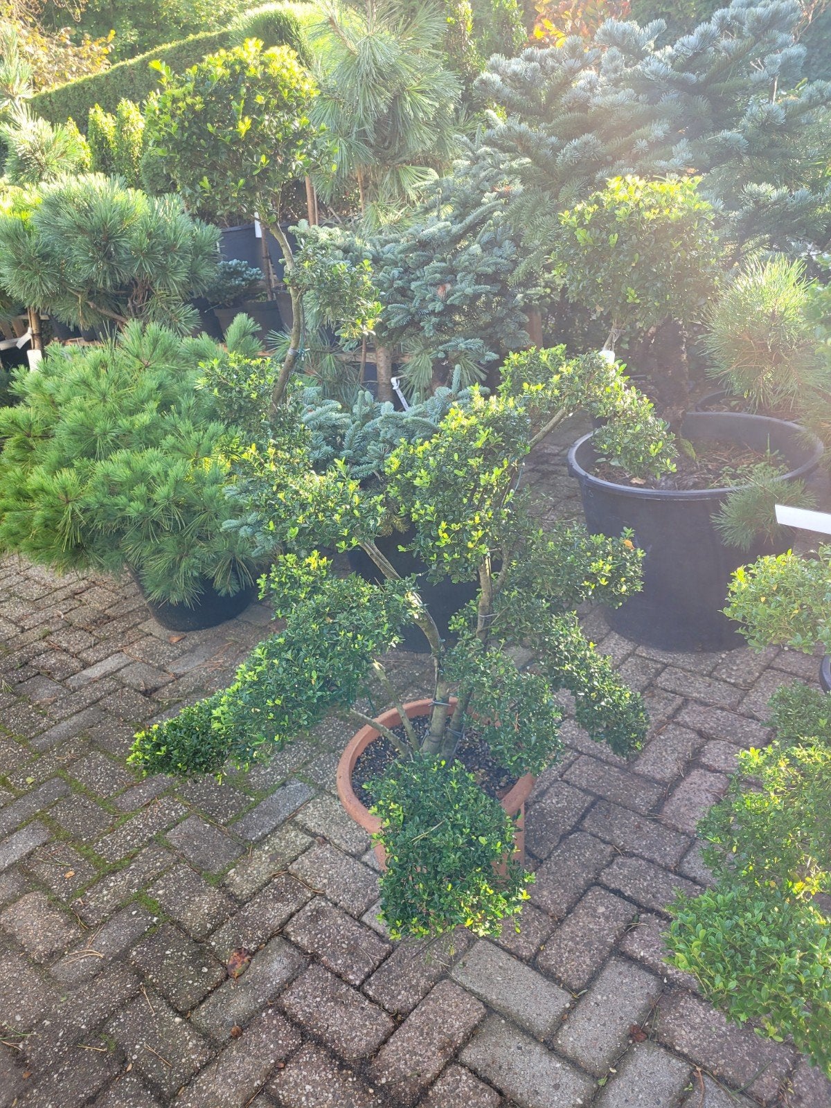 Ilex Crenata Kinmi Japanse Vormsnoei, Tuin en Terras, Vaste plant, Bloeit niet, Halfschaduw, Ophalen