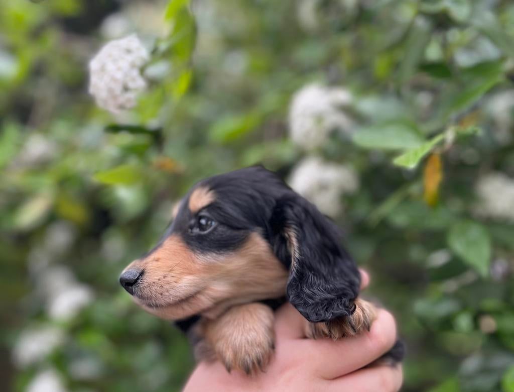 Mooie black creme kleurige teckel pups, Parvo, Reu, 8 tot 15 weken, Dwerg
