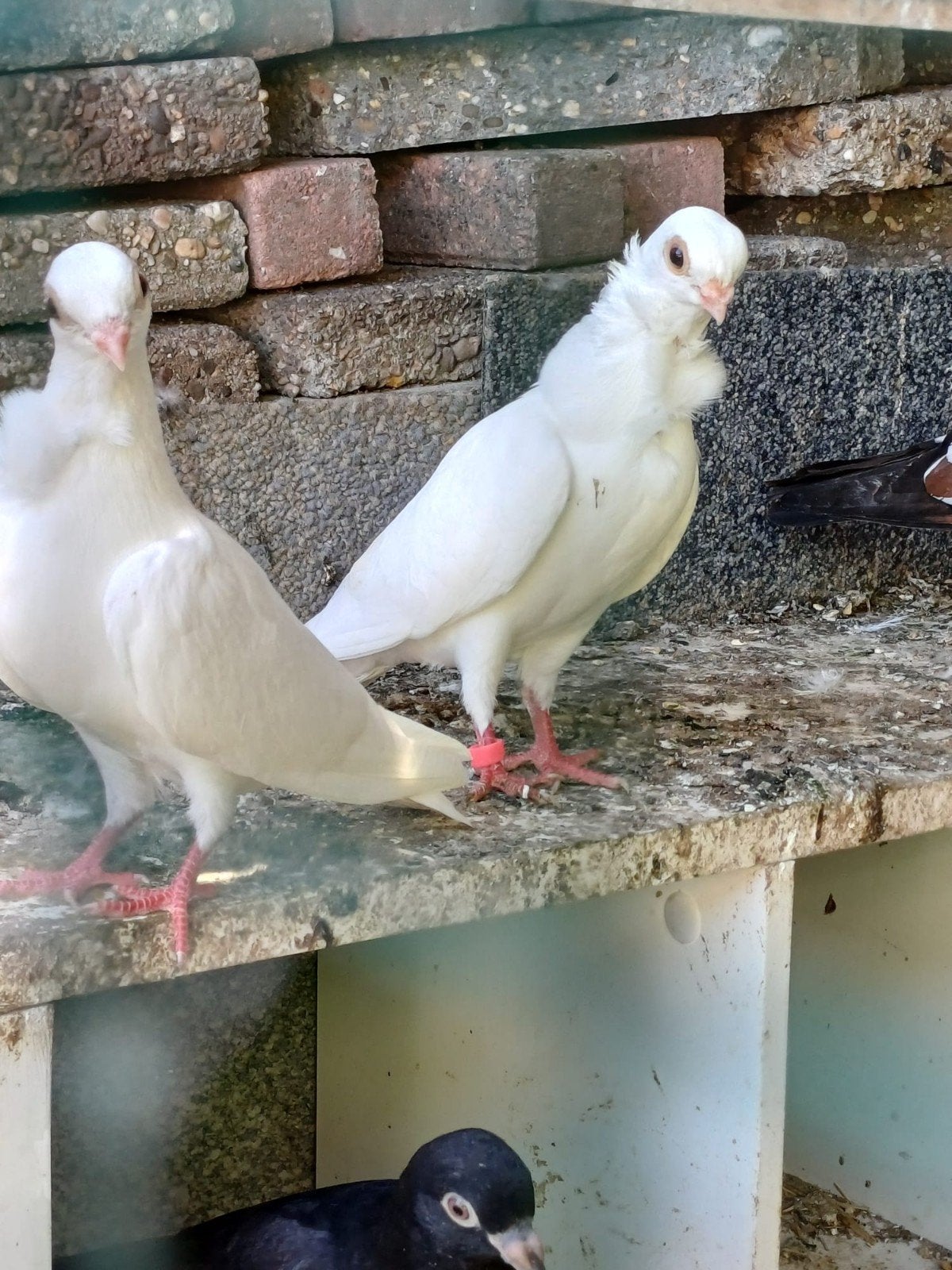 Duiven tekoop, Dieren en Toebehoren, Vogels | Duiven, Meerdere dieren, Overige soorten