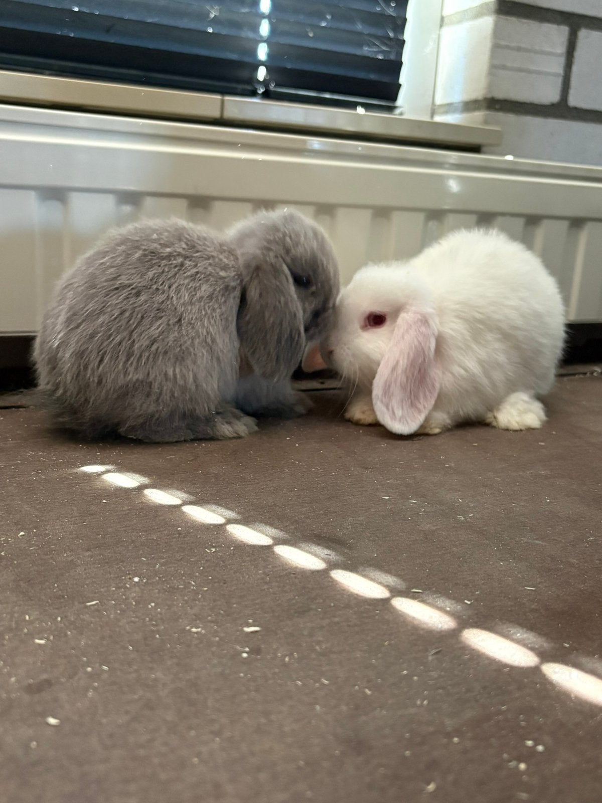 Nederlandse Hangoor Dwergjes, Dieren en Toebehoren, Meerdere dieren, Dwerg, Hangoor, 0 tot 2 jaar