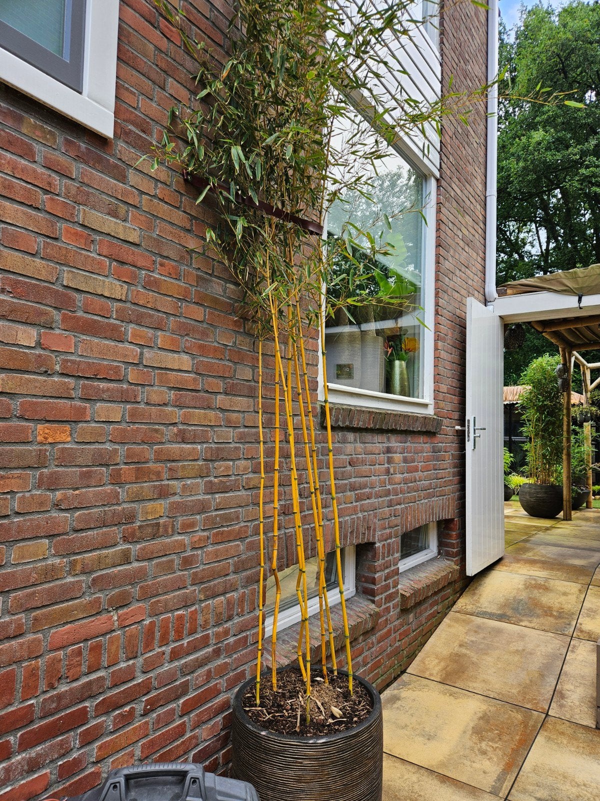 Bamboe pot  -  in luxe CAPI bloempot 55x53cm + GRATIS bamboe, Vaste plant, Bloeit niet, Halfschaduw, Ophalen