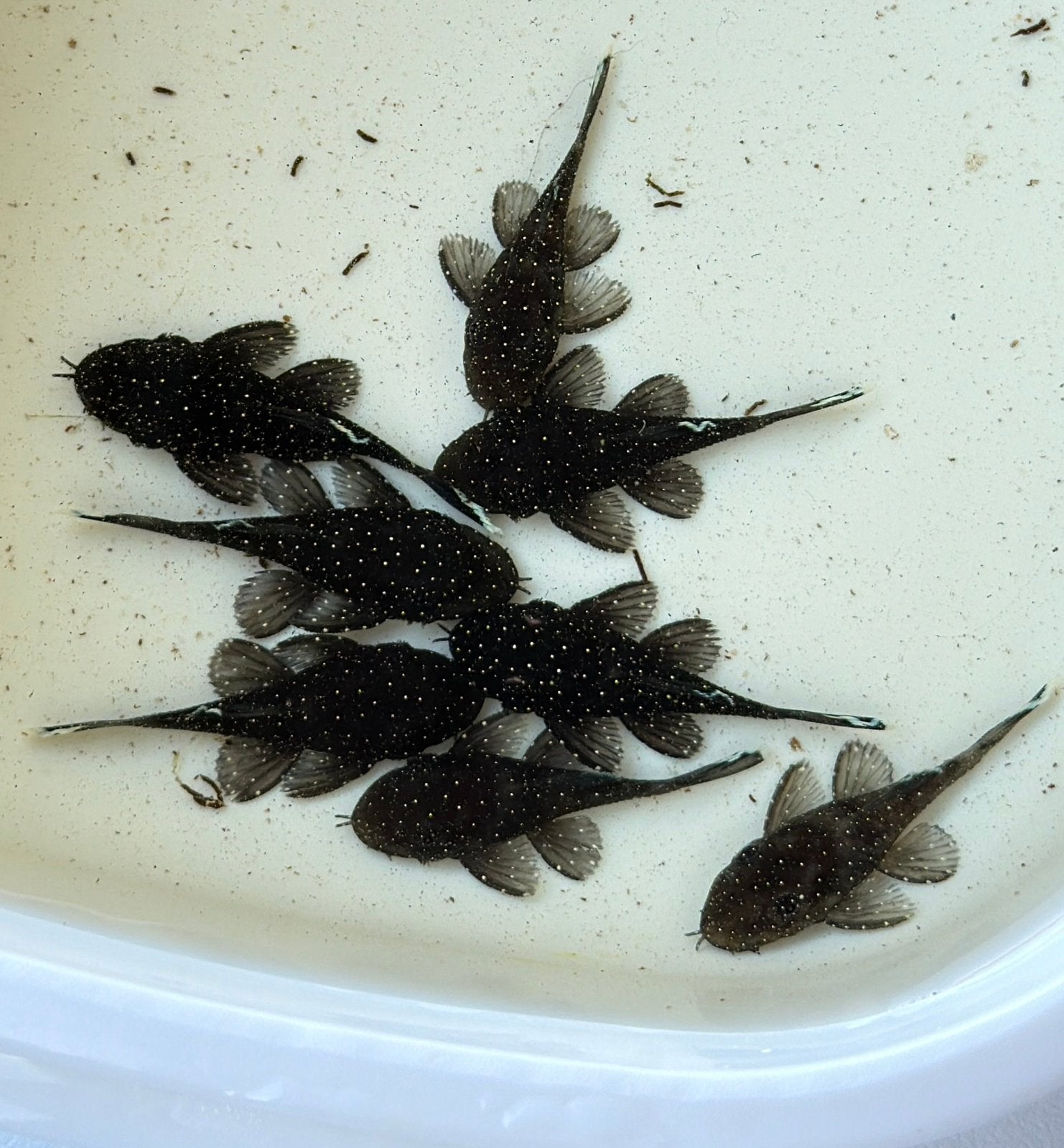 ️❗️ACTIE️❗️ L181 peppermint, Dieren en Toebehoren, Vissen | Aquariumvissen, Vis