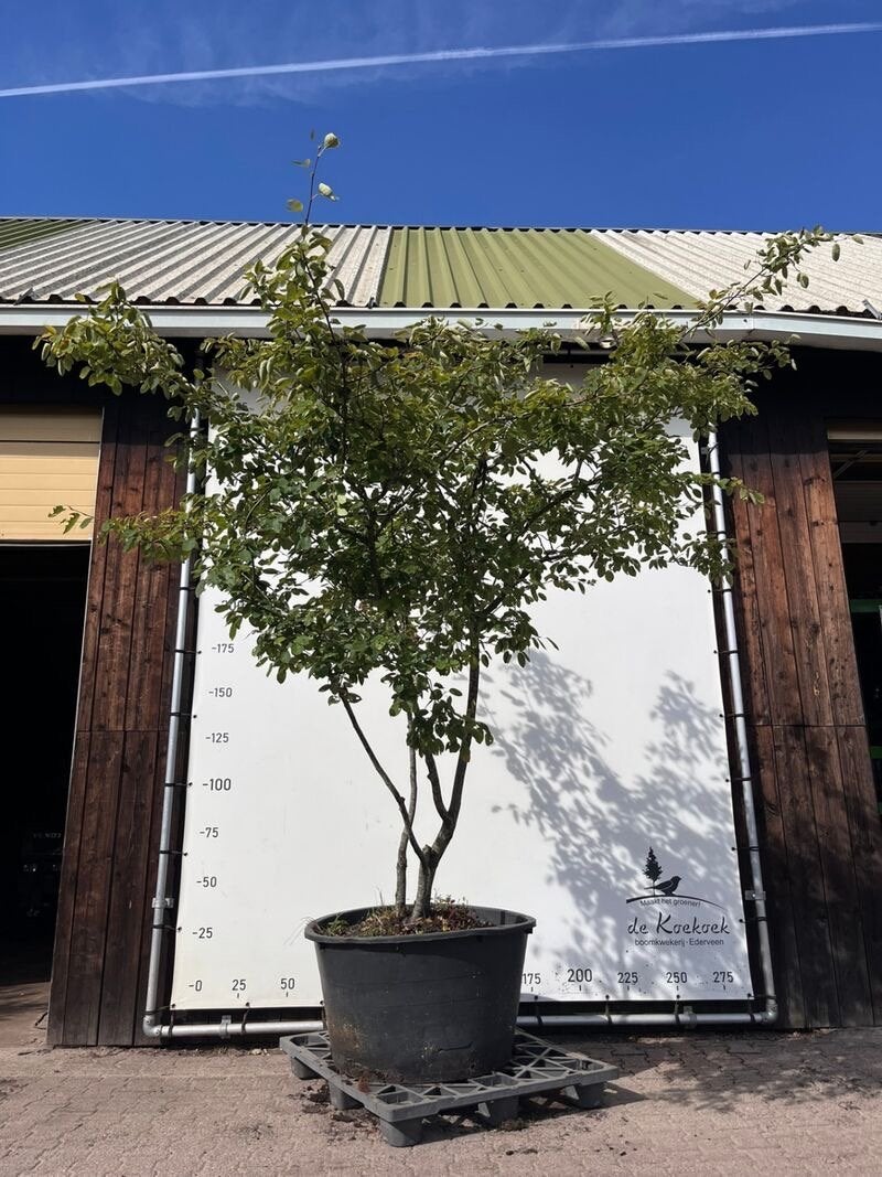 Meerstammige krentenboom (Amelanchier ). V.a €80,00, Tuin en Terras, Halfschaduw, Overige soorten, 250 tot 400 cm, Zomer