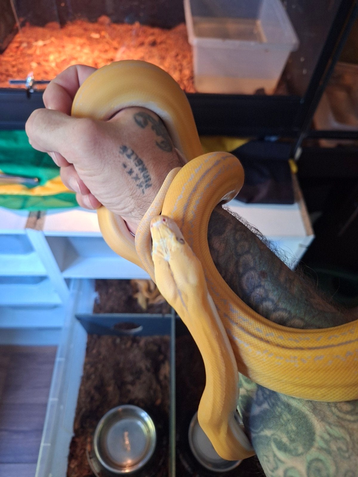 1.0 python reticulatus purple goldenchild tiger nk25 Reticulated Python - male for sale from Twan