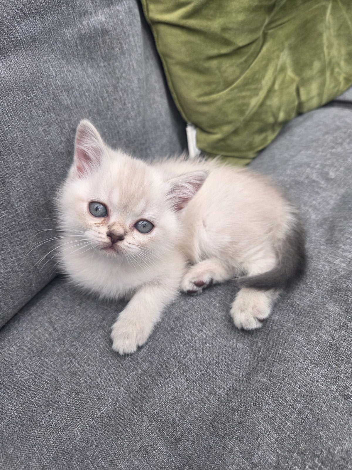 Brite korthaar, Poes, Kortharig, 0 tot 2 jaar