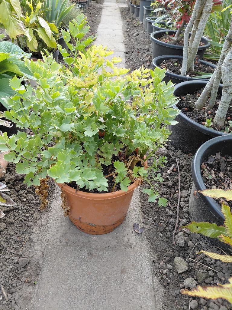 Maggi plant, Tuin en Terras, Planten | Tuinplanten, Ophalen, Volle zon, Bloeit niet, Groenteplanten