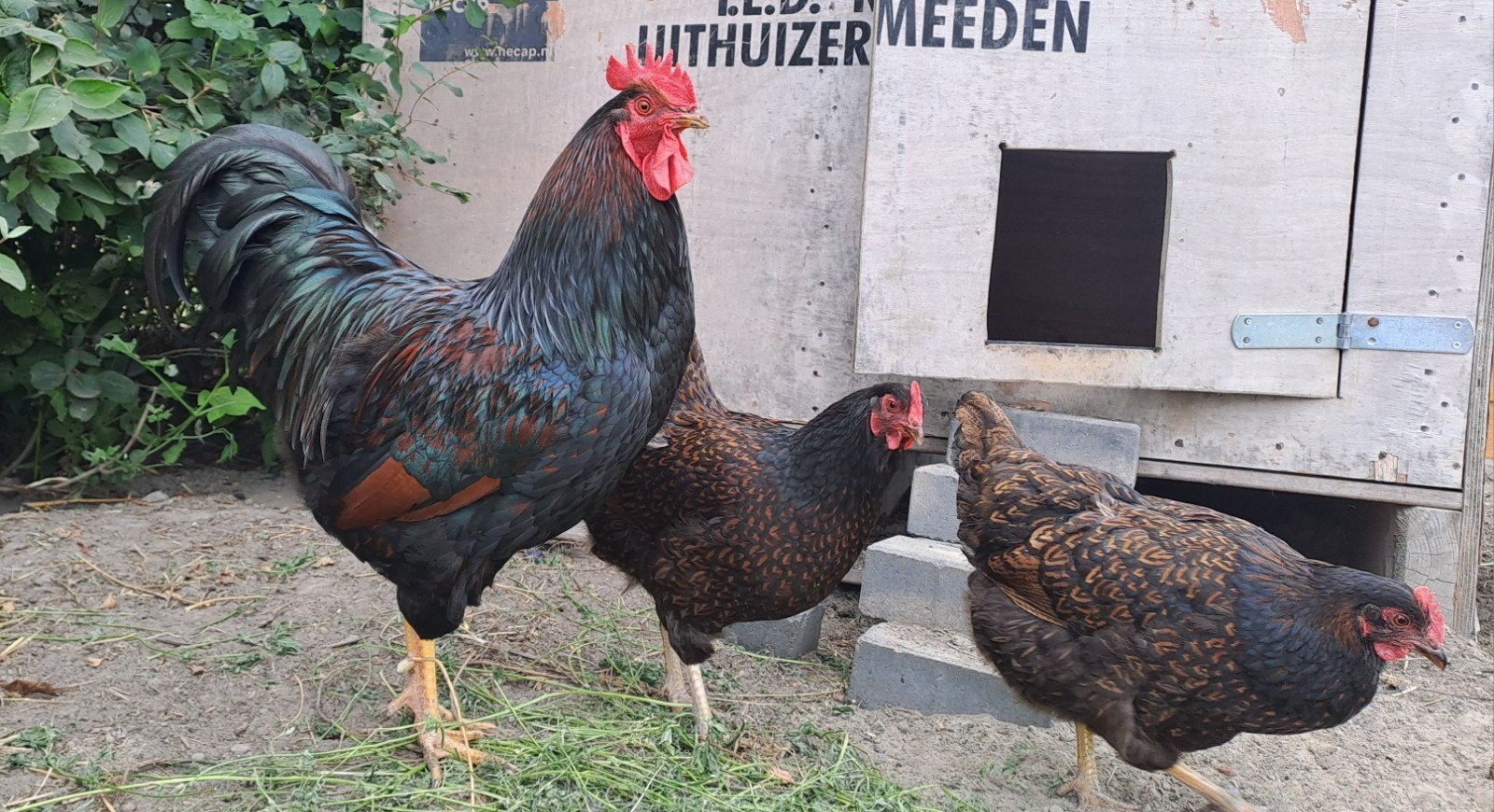 Barnevelder haan met hennen, Dieren en Toebehoren, Pluimvee, Meerdere dieren, Kip