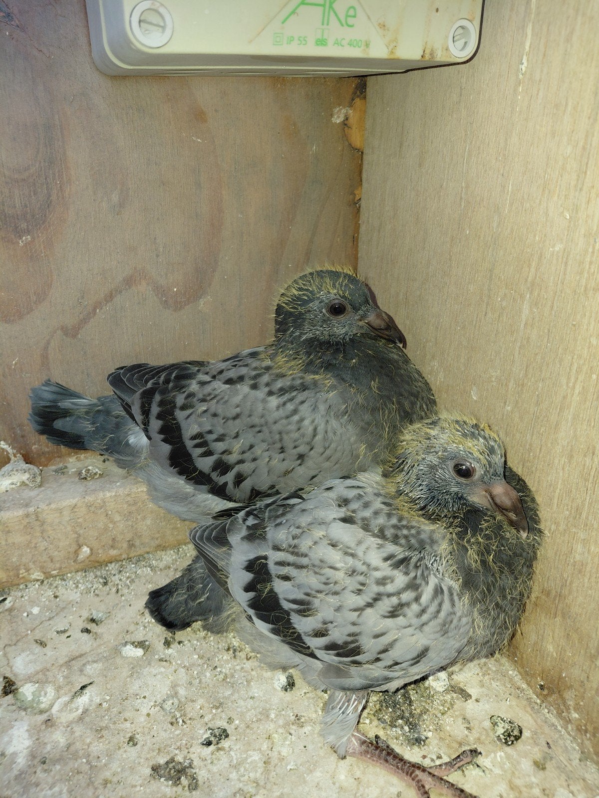 2 jonge postduifjes ongeringd, Dieren en Toebehoren, Geslacht onbekend, Postduif
