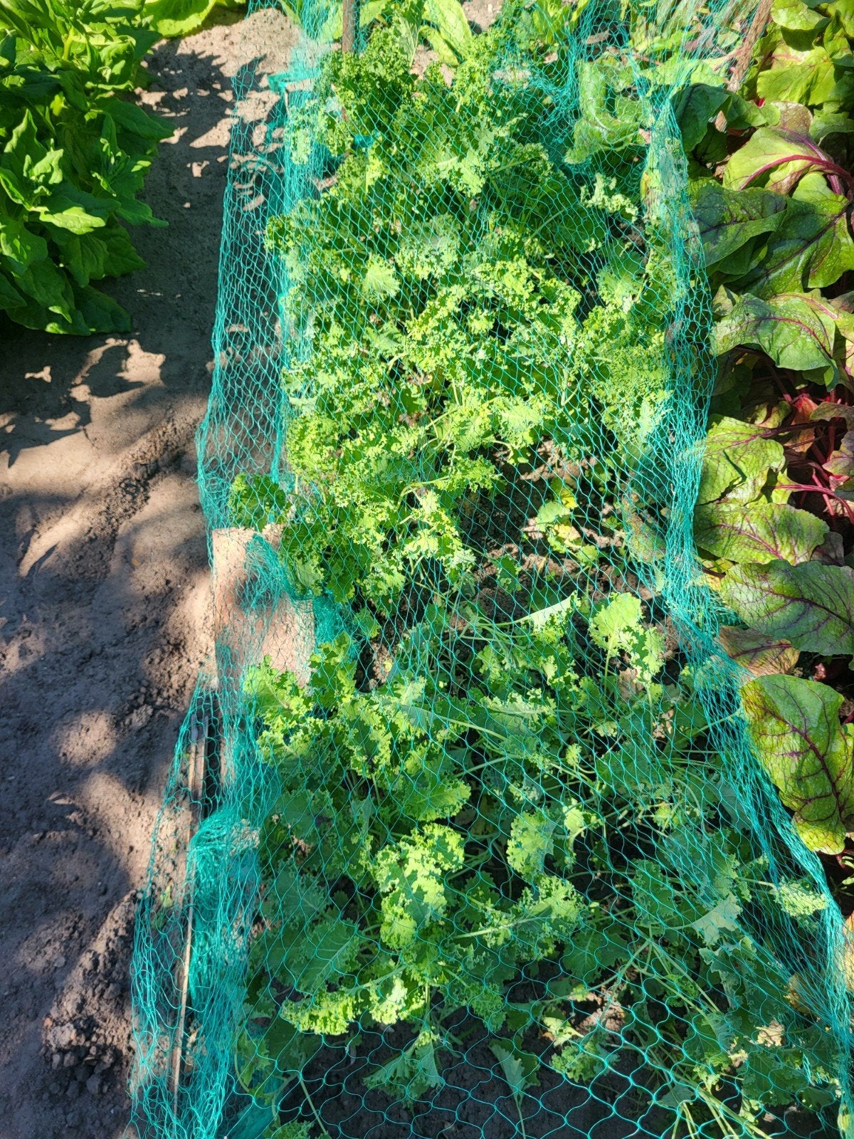 Boerenkool planten | Boerenkool | Planten | Koolplanten, Tuin en Terras, Planten | Tuinplanten, Ophalen, Volle zon, Groenteplanten
