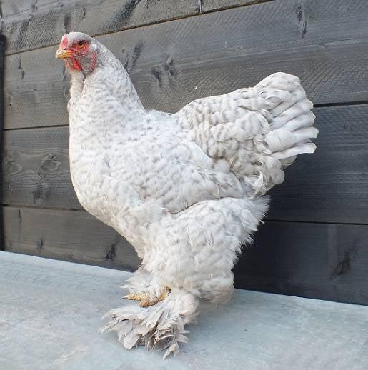 Broedeieren van onze prachtige brahma parelgrijs koekoek, Vrouwelijk, Kip