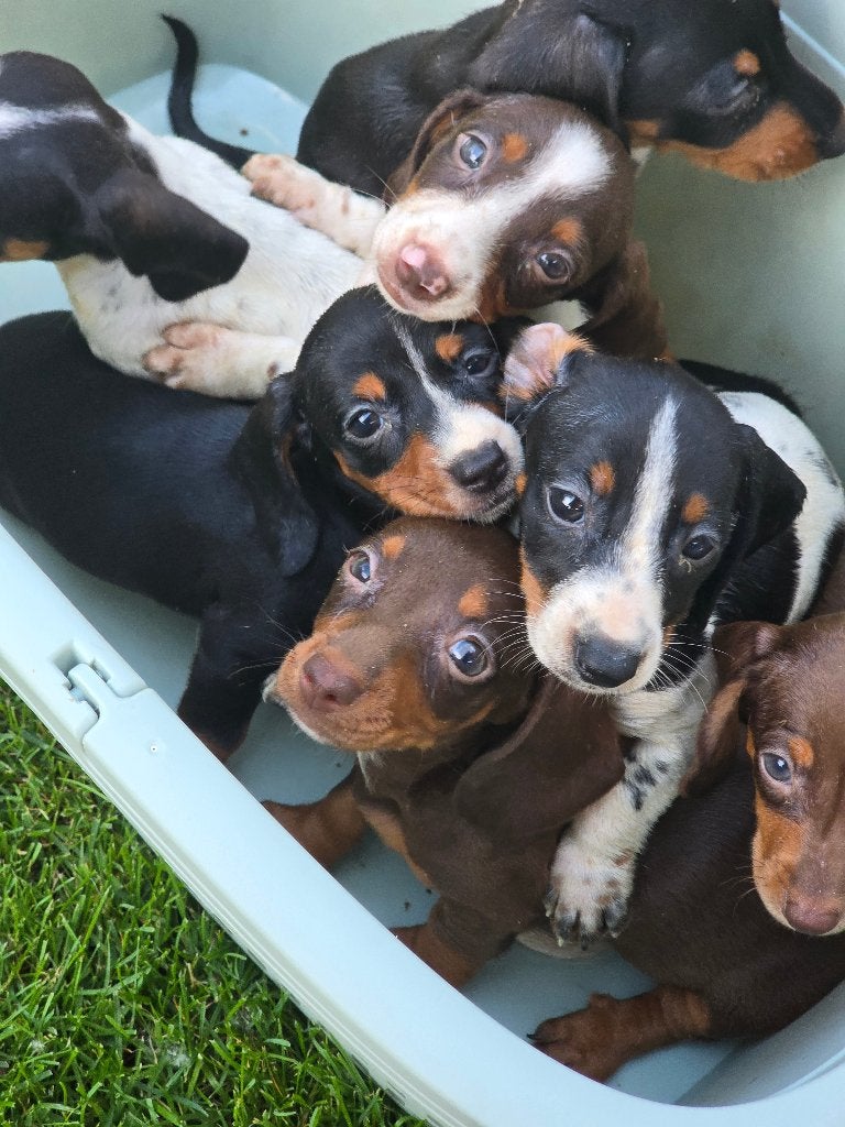 Teckel pupss mogen nest verlaten, Parvo, 8 tot 15 weken, Korthaar, Dwerg