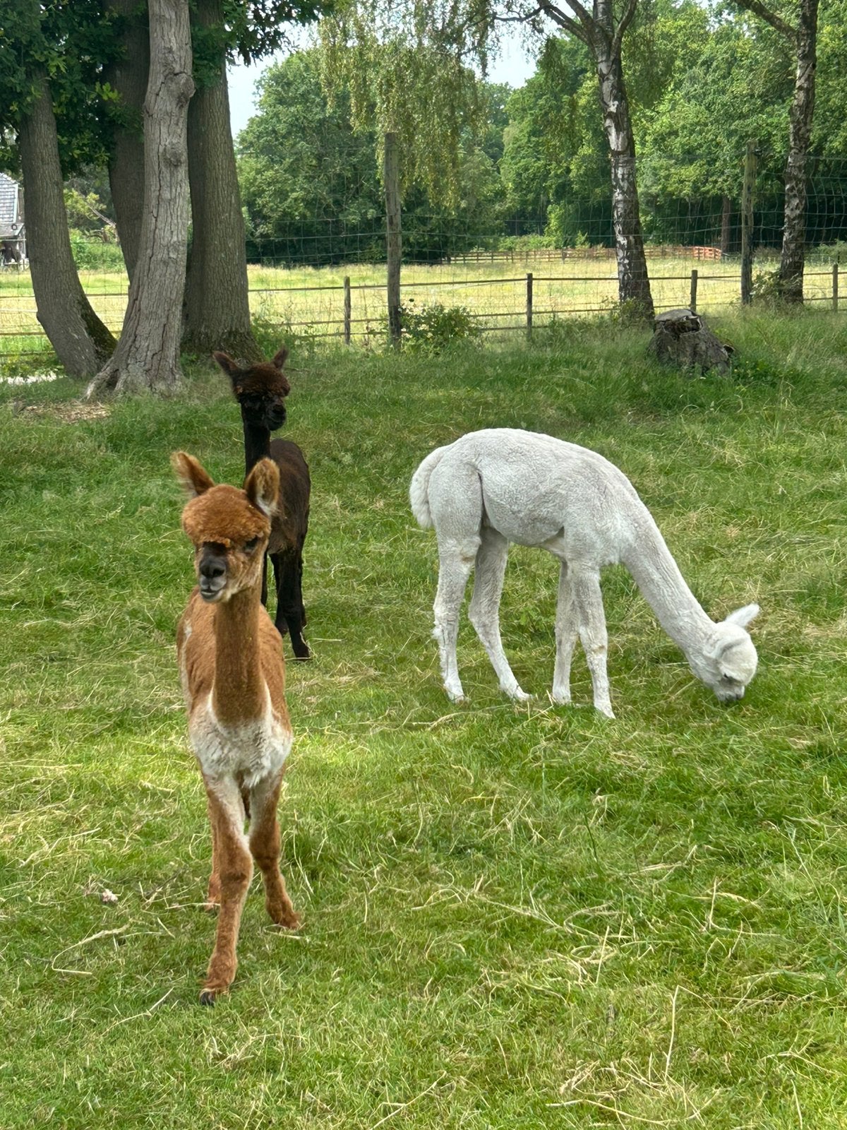2 mooie alpaca hengstjes, Dieren en Toebehoren, Overige Dieren, Juli, Mannelijk
