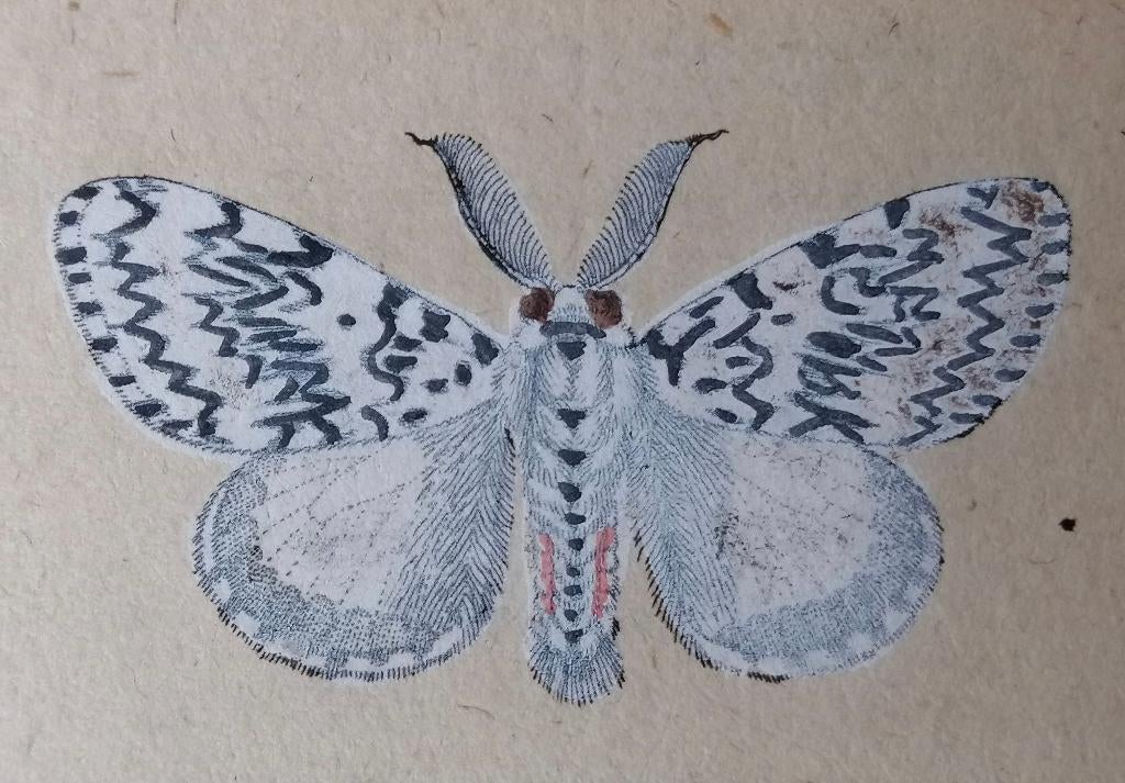 Antieke vlinder prent Bombyx Monacha - Appelmot Jacob Sturm, 1800 - 1899, Handgekleurd, Ophalen of Verzenden, Gravure