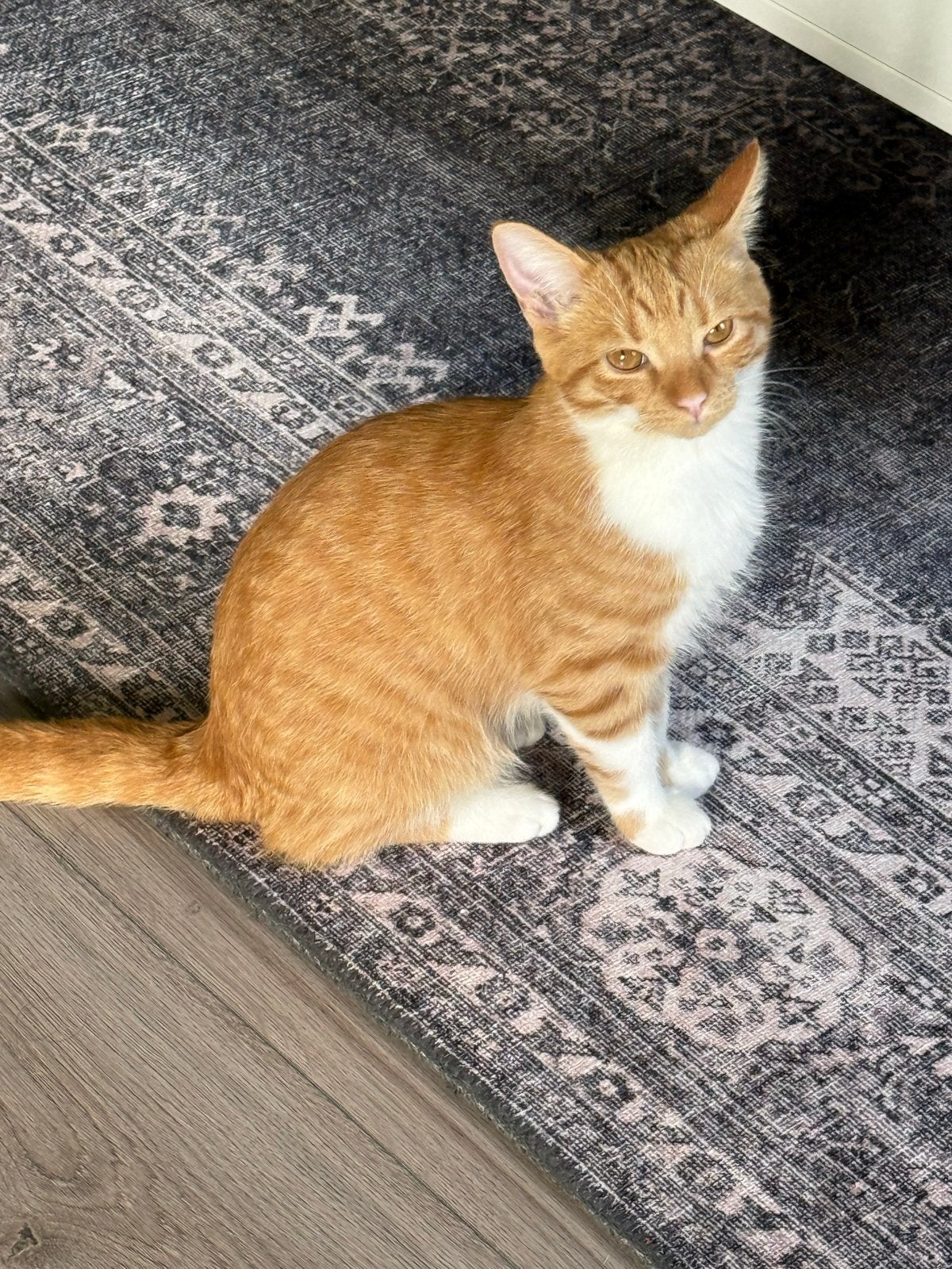 Kat, Dieren en Toebehoren, Kater, Ontwormd, 0 tot 2 jaar