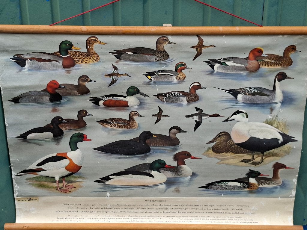 schoolplaten oprolbaar, Antiek en Kunst, Antiek | Schoolplaten, Ophalen, Natuur en Biologie