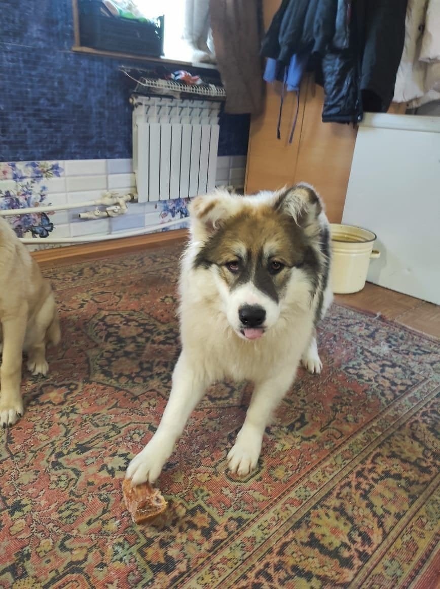 adoptiehond Alma teef Laika-Mix, Particulier, 1 tot 2 jaar, Buitenland, Teef