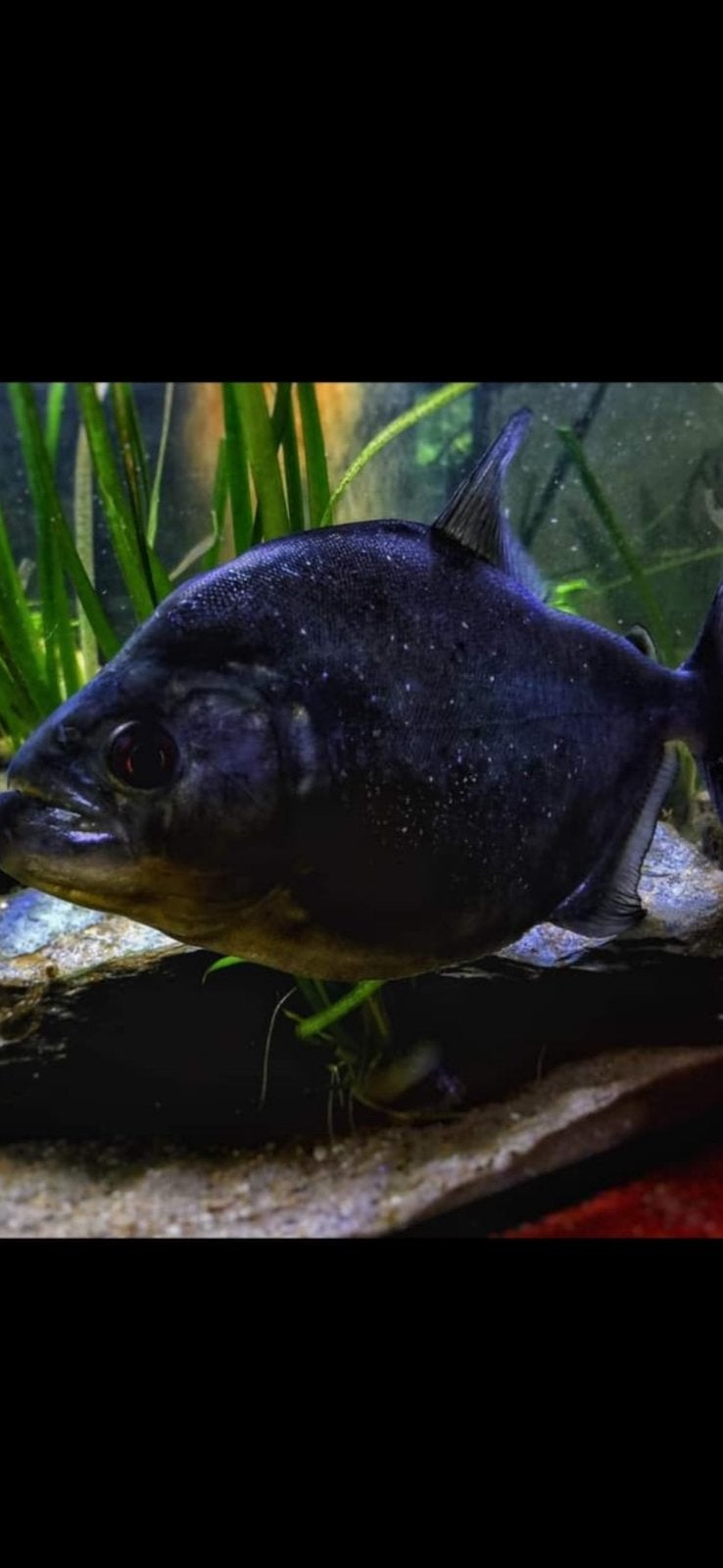 Rhombeus, Dieren en Toebehoren, Vis