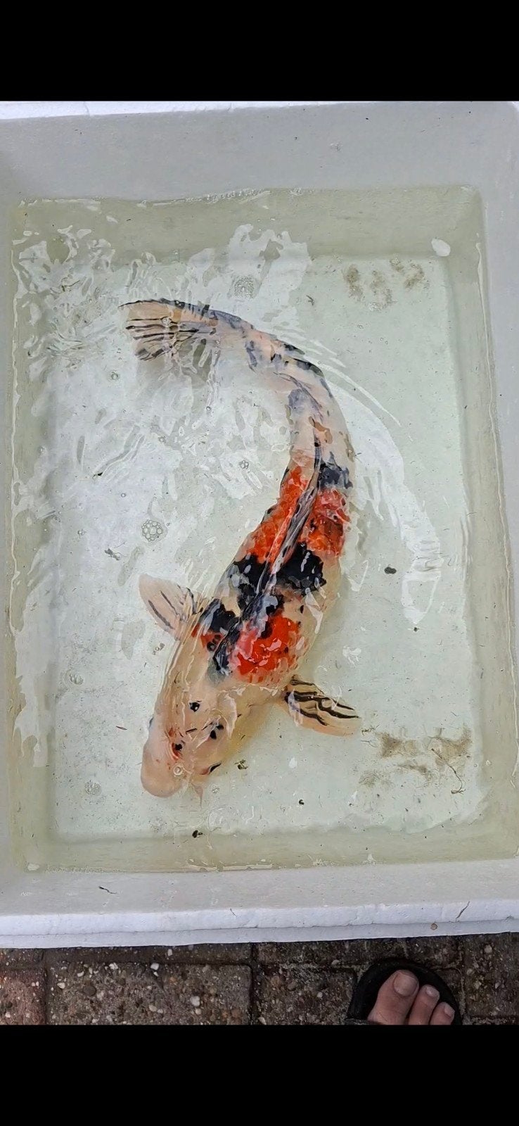 7 mooie kois., Karper of Koi