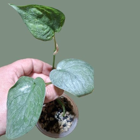 Scindapsus silverhero, Ophalen of Verzenden, Halfschaduw, Minder dan 100 cm