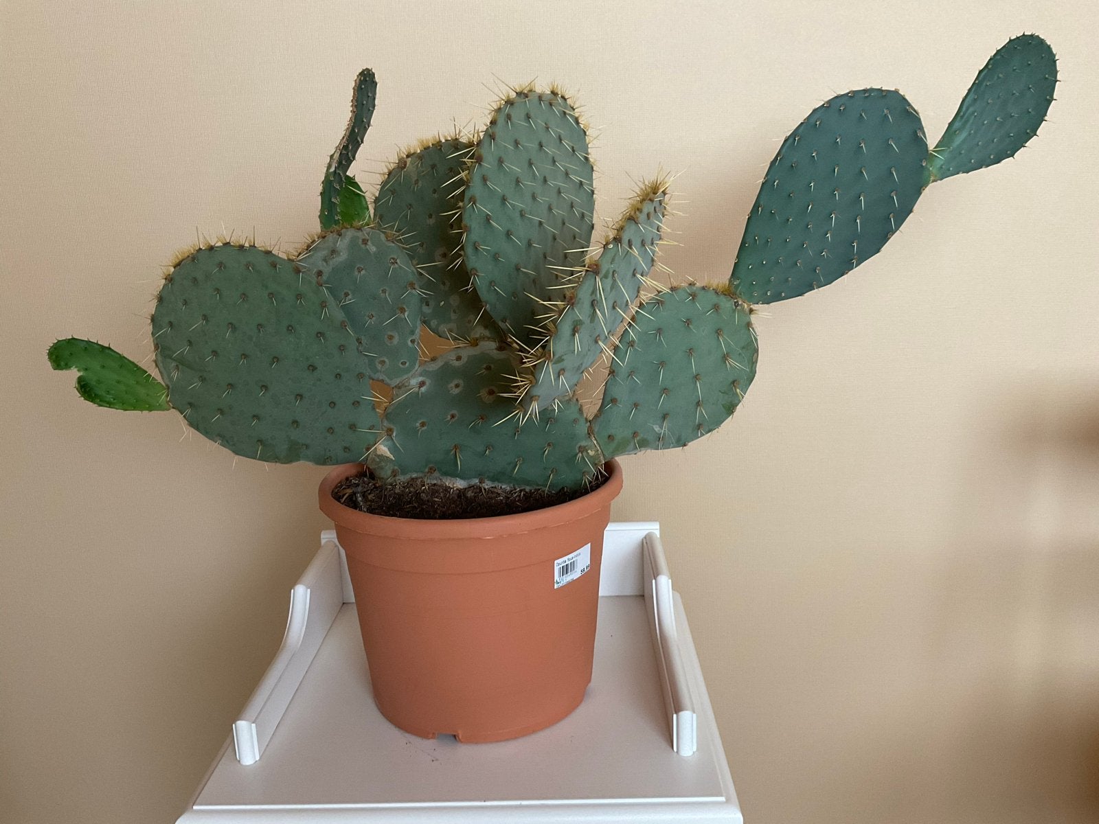 Grote Opuntia Cactus in Pot - Makkelijk te Verzorgen, Ophalen, Minder dan 100 cm, In pot, Cactus