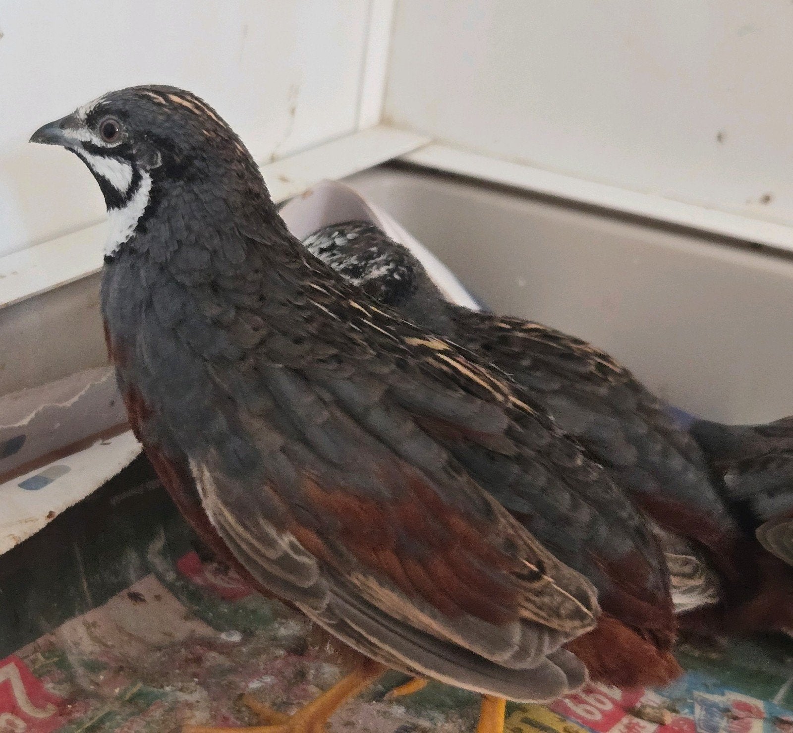 Dwergkwartels, Dieren en Toebehoren, Mannelijk