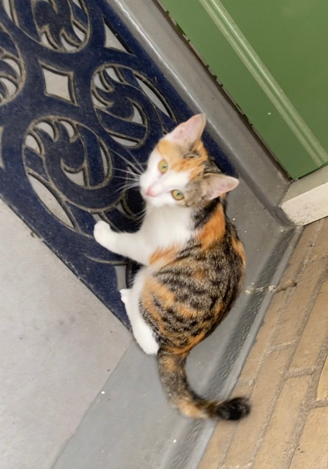 Bengal mix: Lapjeskat /calico & Grijs- Bruine kitten, Poes