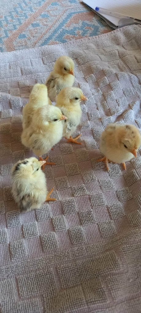 Te koop kuikens Serama Ayam Maleis geb 22-7, Dieren en Toebehoren, Pluimvee, Geslacht onbekend, Kip