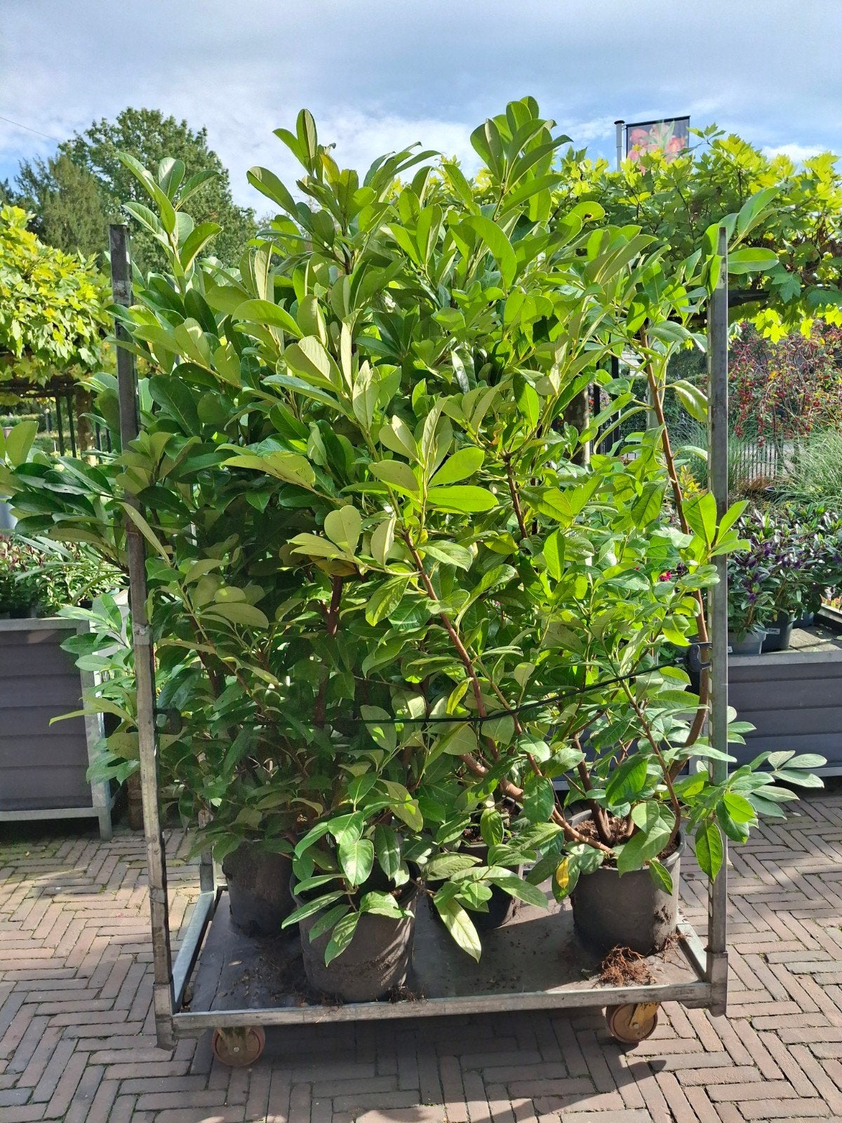 Karrendeal XXL Laurier 4 stuks, Ophalen, Laurier, Haag, 100 tot 250 cm
