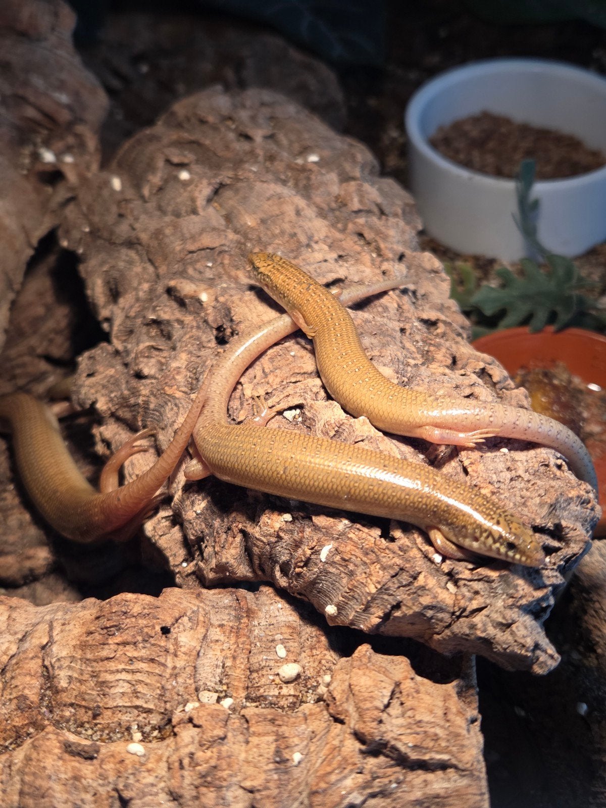 Chalcides ocellatus voor Houten, Amfibie, 0 tot 2 jaar