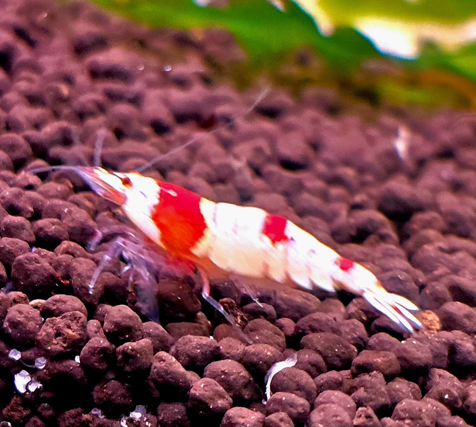 Mooie Crystal Red garnalen (Caridina) – in kweek, Dieren en Toebehoren, Kreeft, Krab of Garnaal