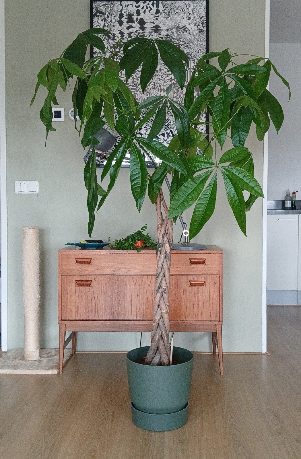 Kamerplant (geldboom) +/- 180 cm. Inclusief pot, Ophalen, Halfschaduw, 150 tot 200 cm