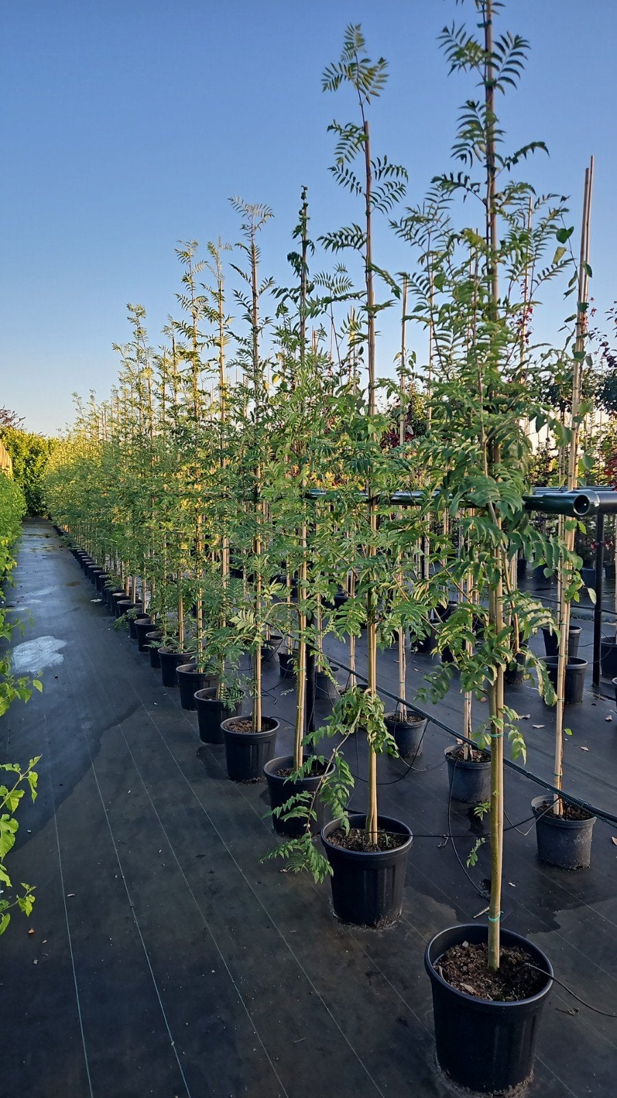 Sorbus aucuparia(wilde lijsterbes) te koop!, Tuin en Terras, Halfschaduw, Overige soorten, Lente, 250 tot 400 cm