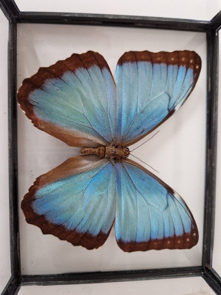 Echte vlinder in kistje morpho peleides, Ophalen of Verzenden, Nieuw, Insect, Opgezet dier