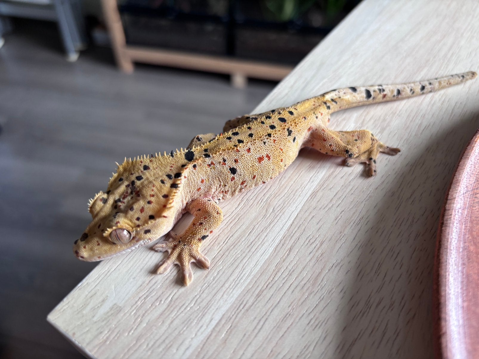 Correlophus ciliatus - Crested Gecko - Wimpergekko Crested Gecko - unknown for sale from Miranda