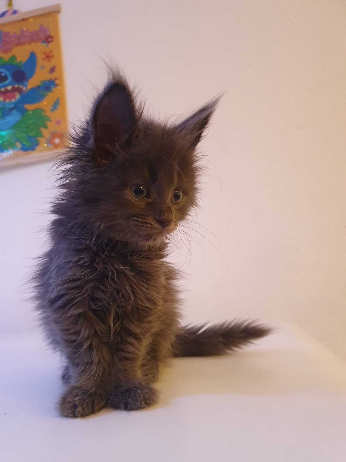 Blue solid Maine Coon  Ragdoll katertje, Kater