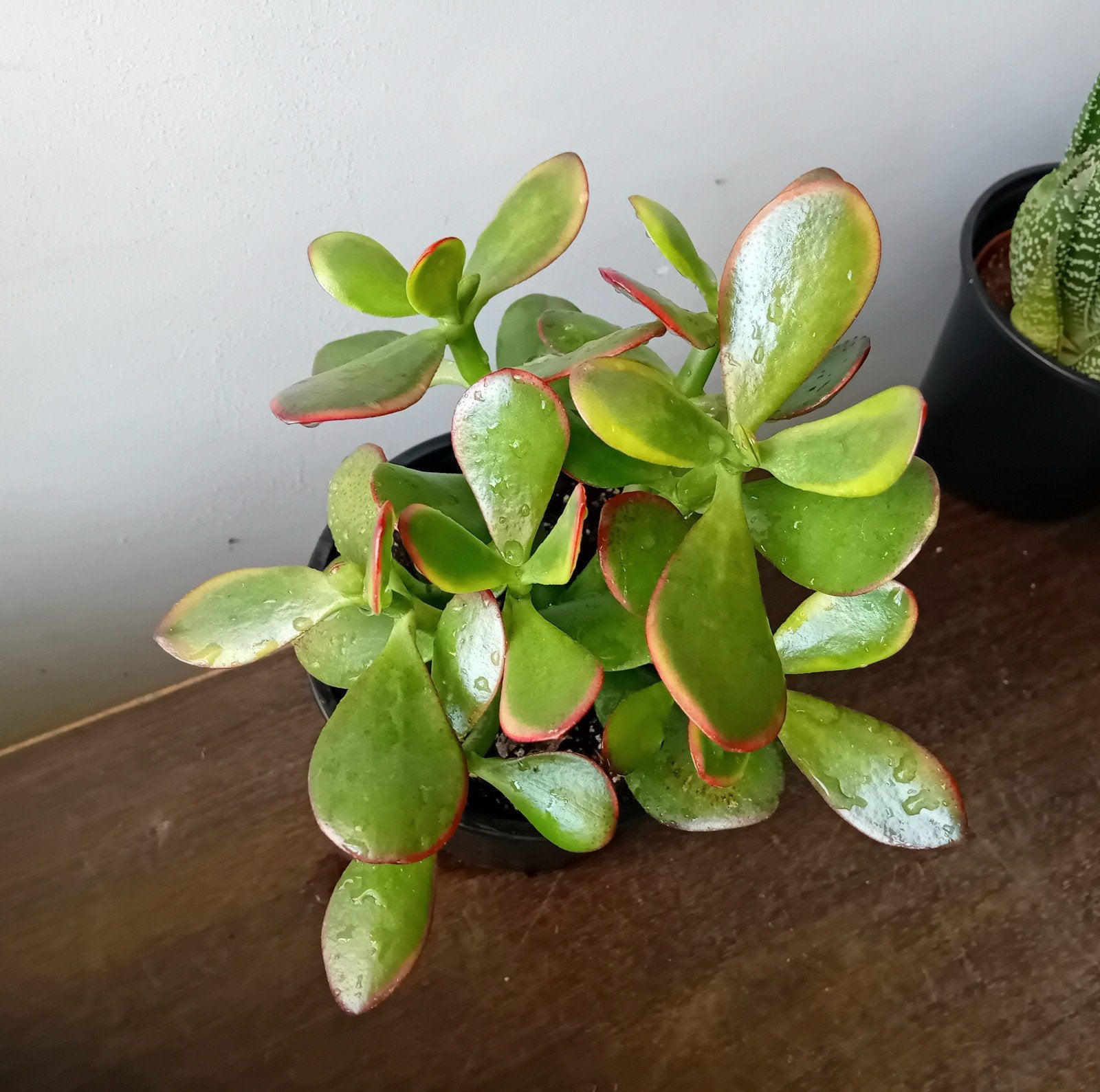 Vetplant 20cm crassula sunset, Huis en Inrichting, Kamerplanten, Ophalen, Vetplant, In pot, Minder dan 100 cm