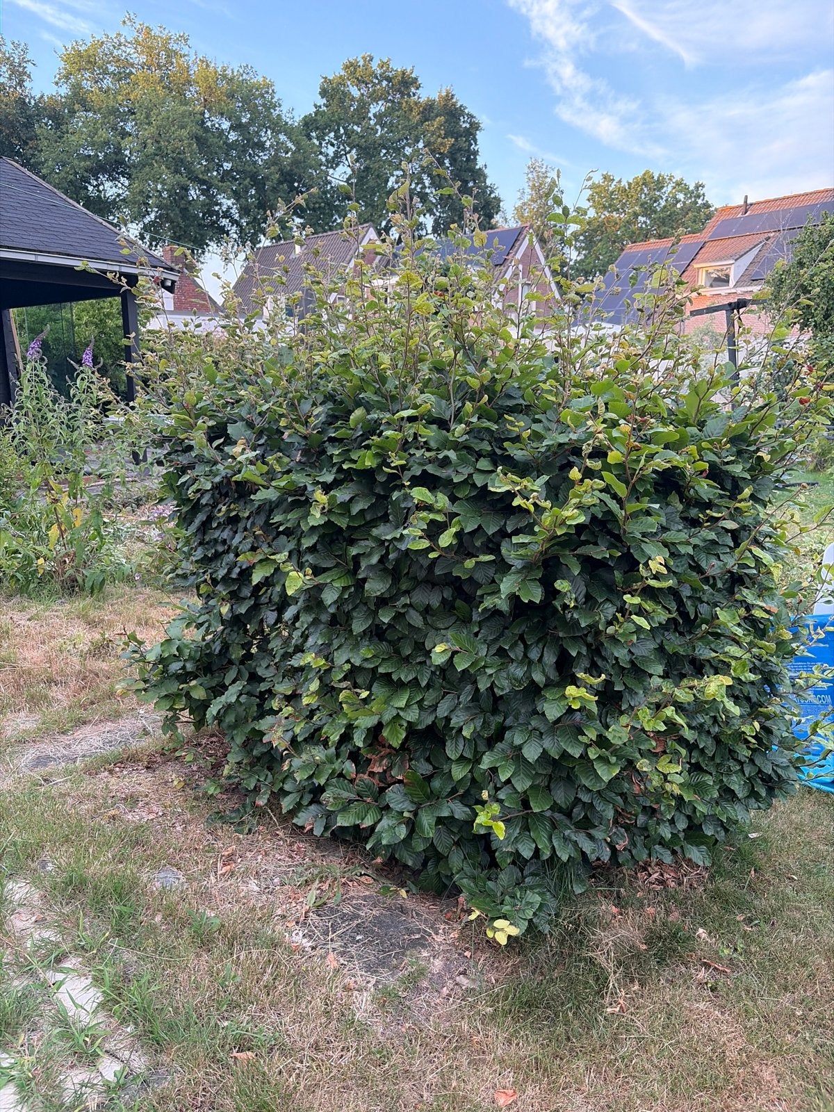 Grote beukenhaag (Fagus sylvatica) - Perfect voor privacy, Tuin en Terras, Planten | Tuinplanten, Vaste plant, Overige soorten