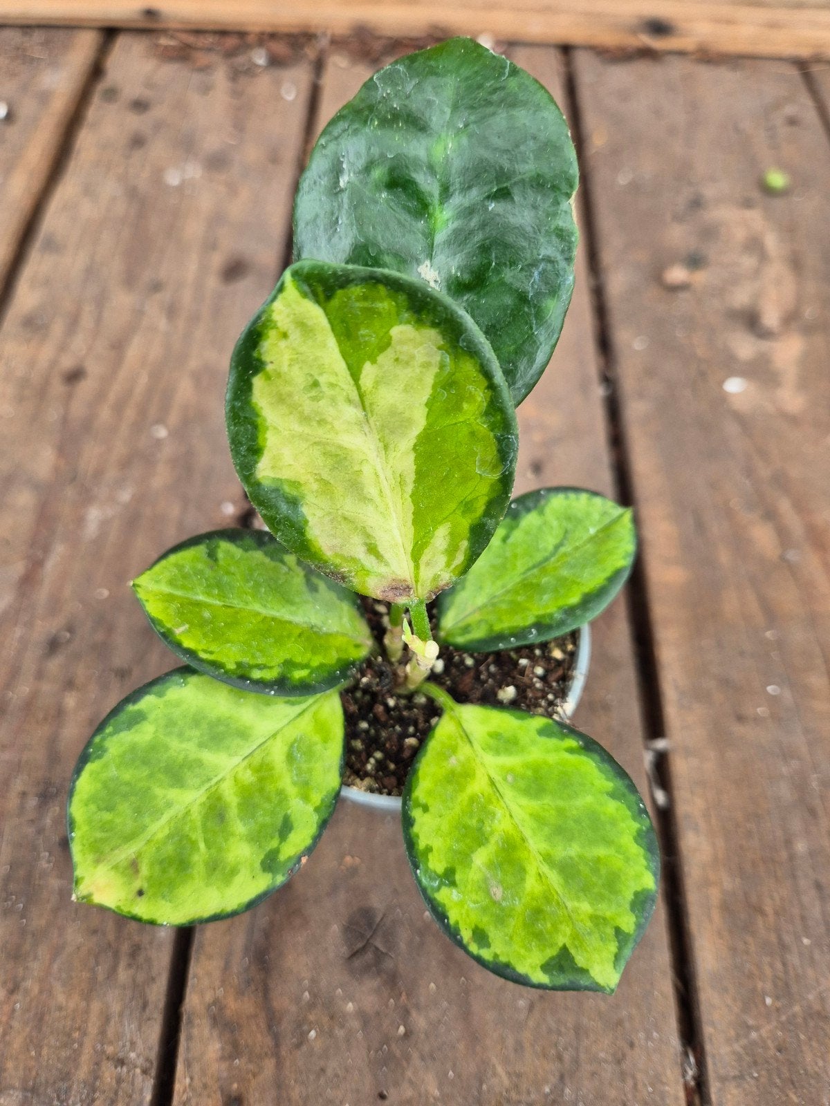 Hoya Australis Lisa p6 (2)
