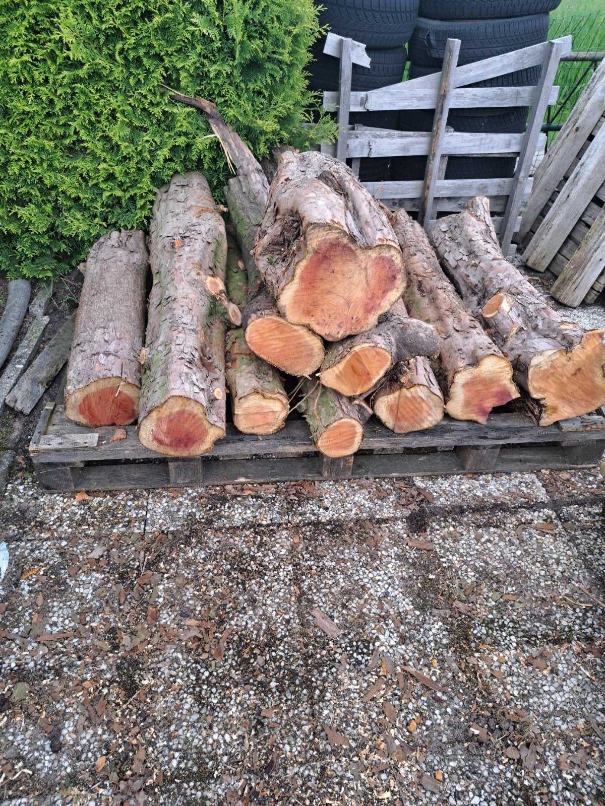 Taxus hout, Tuin en Terras, Haardhout, Minder dan 3 m³, Ophalen