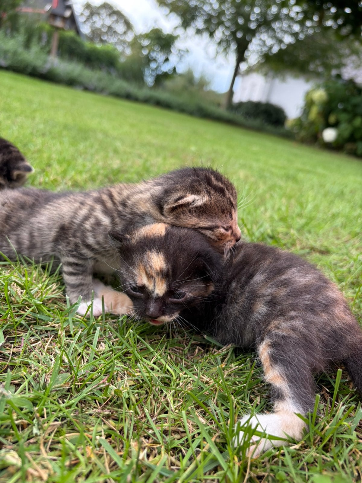 Kittens, Dieren en Toebehoren, Meerdere dieren, Ontwormd, 0 tot 2 jaar
