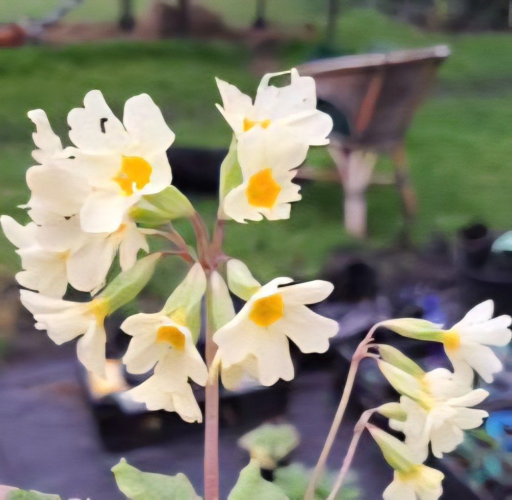 zaden primula eliator inheems, Verzenden, Volle zon